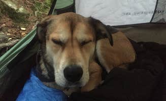 Annmarie J.'s photo of camping with pets at Alander Trail Camground — Mount Washington State Forest in Massachusetts