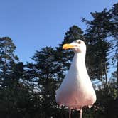 Review photo of Morro Bay State Park Campground by Jessica  P., July 5, 2018