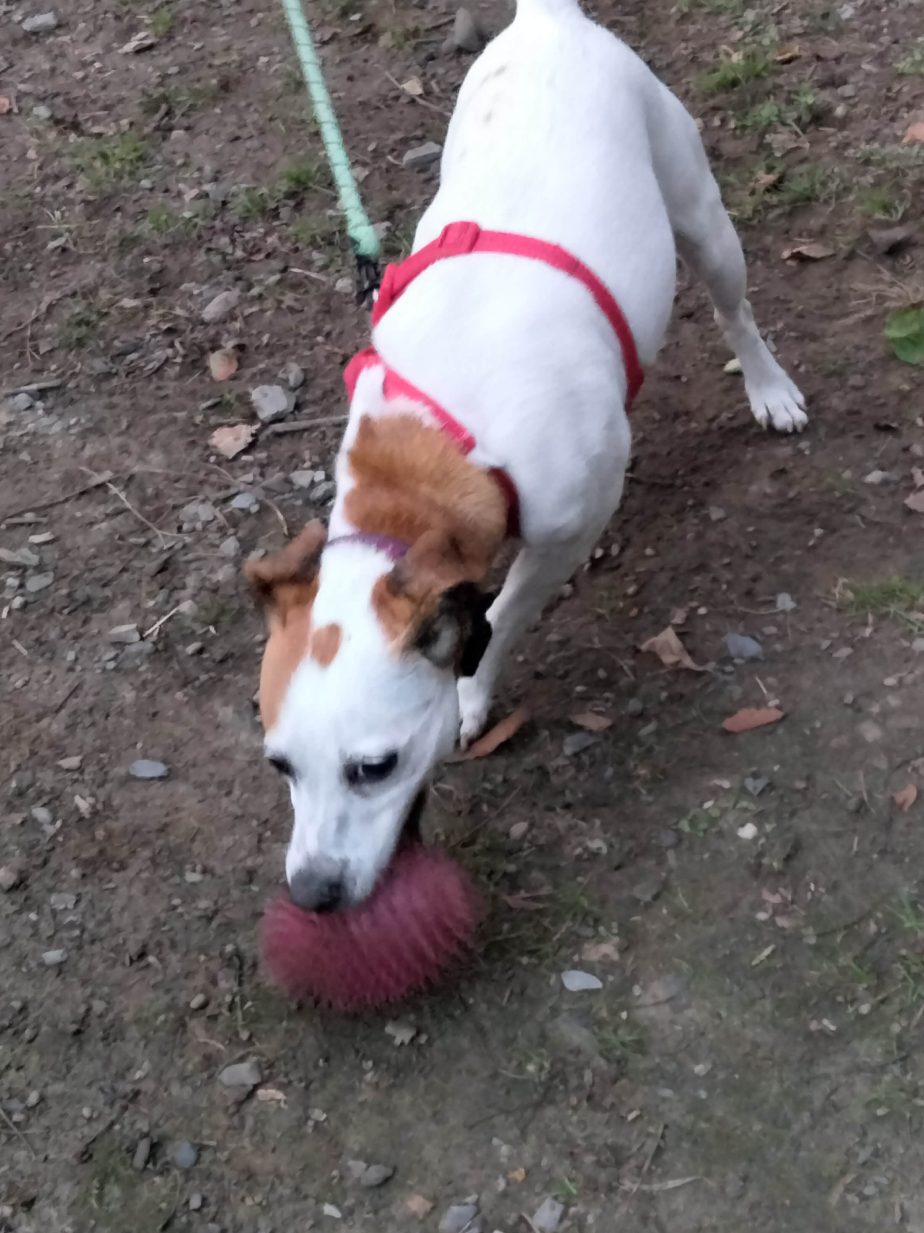 Kimbo K.'s photo of camping with pets at Newport RV Park near West Warwick, RI