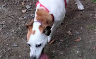 Kimbo K.'s photo of camping with pets at Newport RV Park near Tiverton, RI