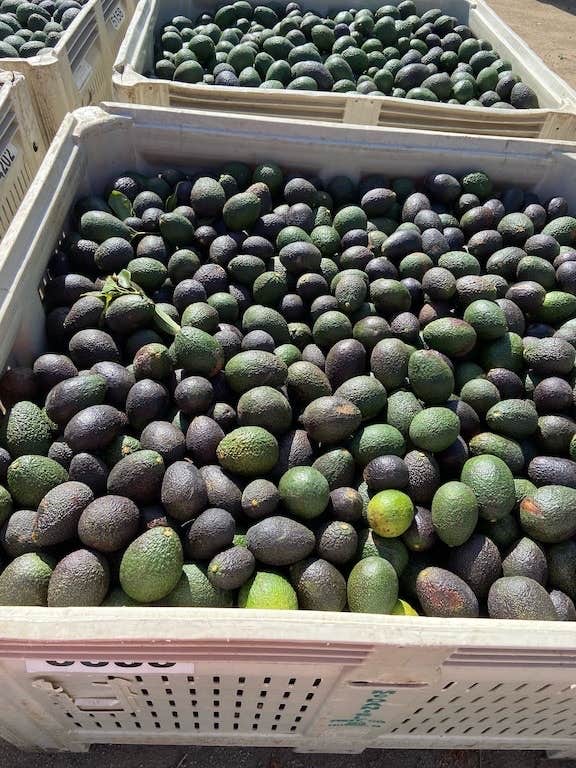 Camper-submitted photo at Via Del Gavilan Camp near San Clemente, CA