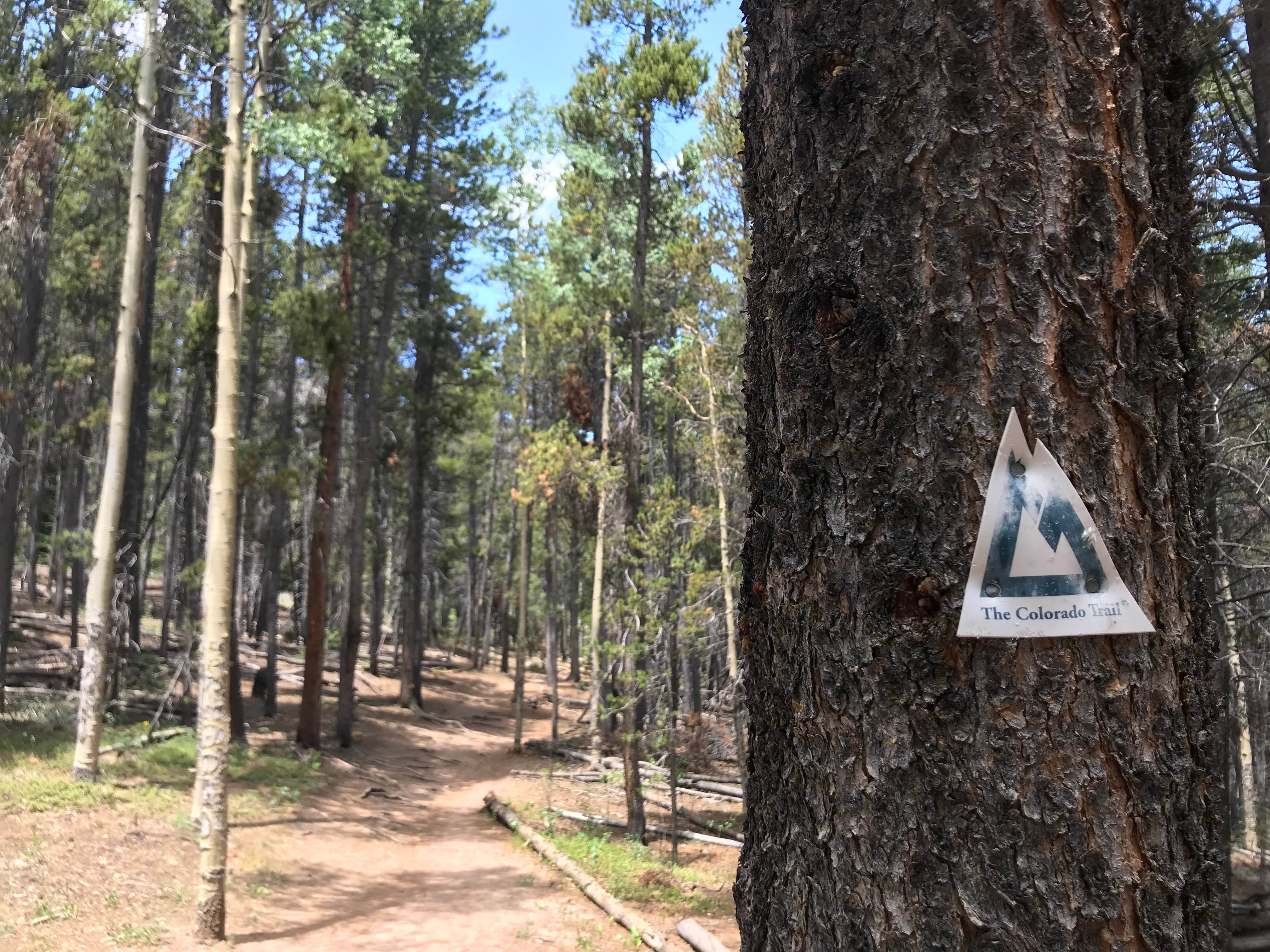 Camper submitted image from Kenosha Pass Campground - 2