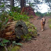 Review photo of Cape Perpetua by Gabrielle S., July 5, 2018