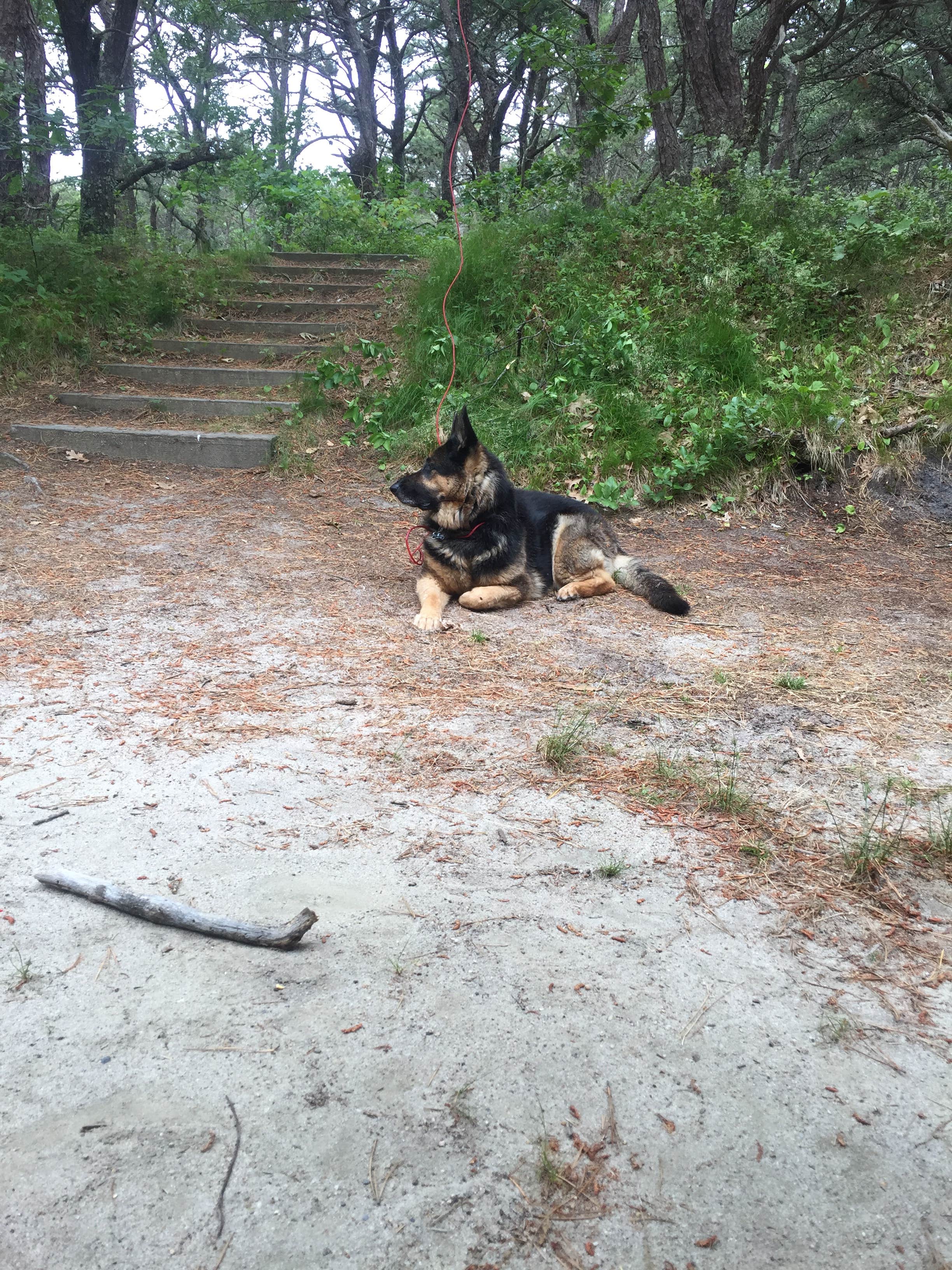 Mike R.'s photo of camping with pets at Dunes' Edge Campground - Provincetown Camping in Massachusetts