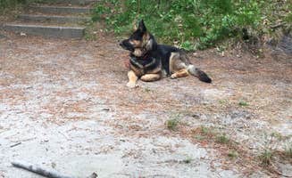 Mike R.'s photo of camping with pets at Dunes' Edge Campground - Provincetown Camping in Massachusetts