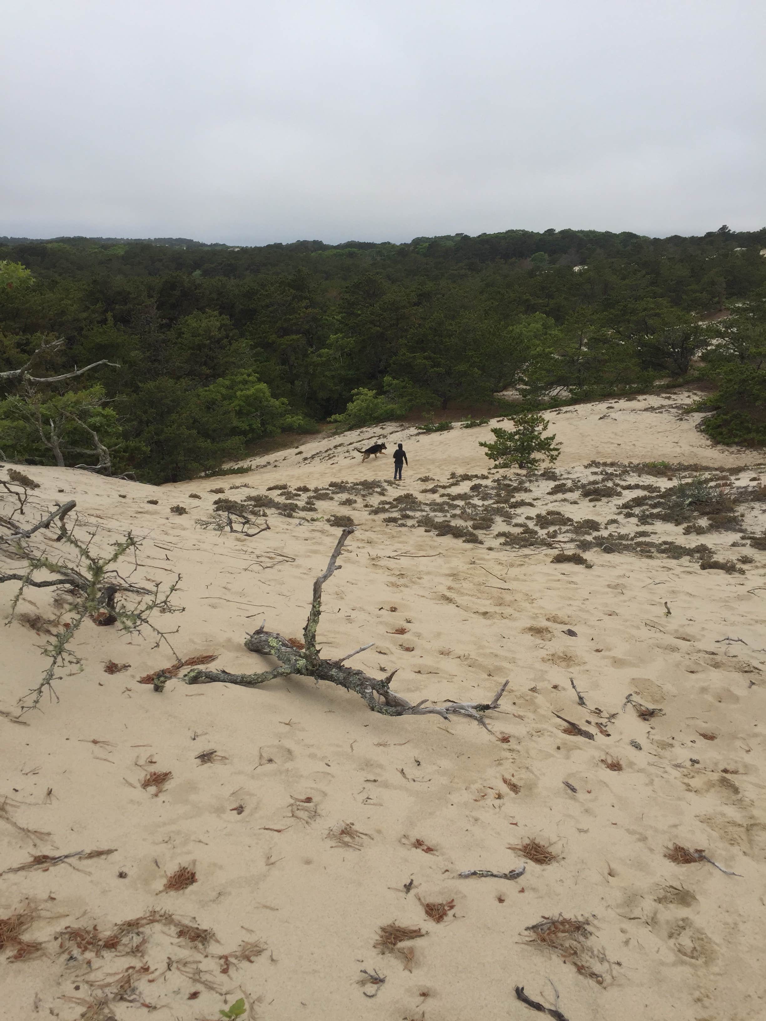 Camper submitted image from Dunes' Edge Campground - Provincetown Camping - 4