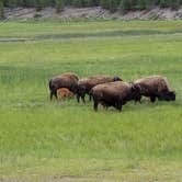 Review photo of Madison Campground — Yellowstone National Park by Tori K., October 28, 2021