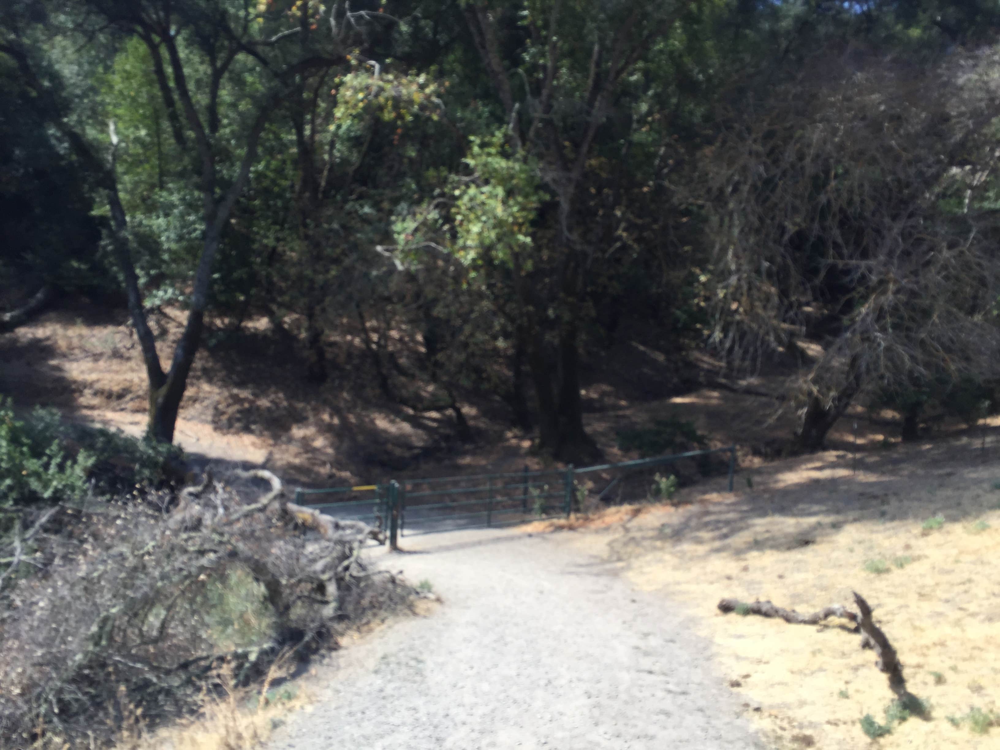 Camper submitted image from Las Trampas Regional Wilderness - 5
