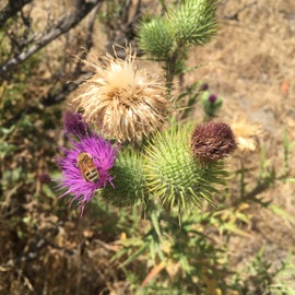 Don't know what's the bigger problem - thistles or bees?!