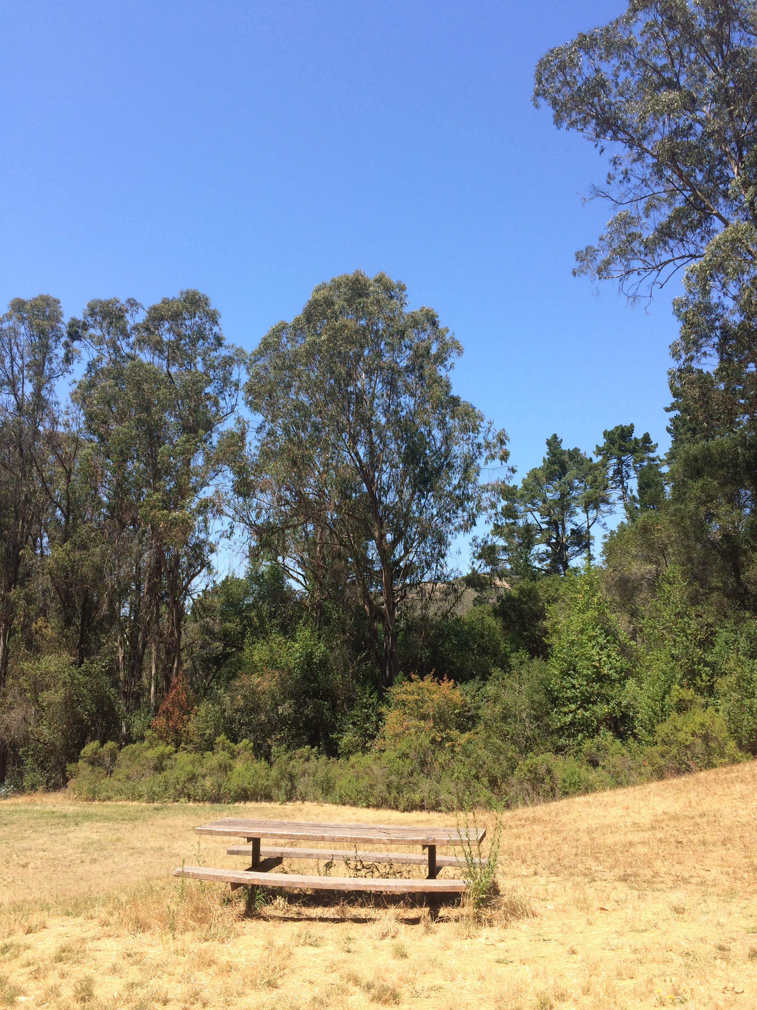 Camper submitted image from East Bay Regional Park District Del Valle Family Campground - 3