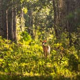 Review photo of Otter Springs Resort Park and Campground by Thomas R., October 28, 2021