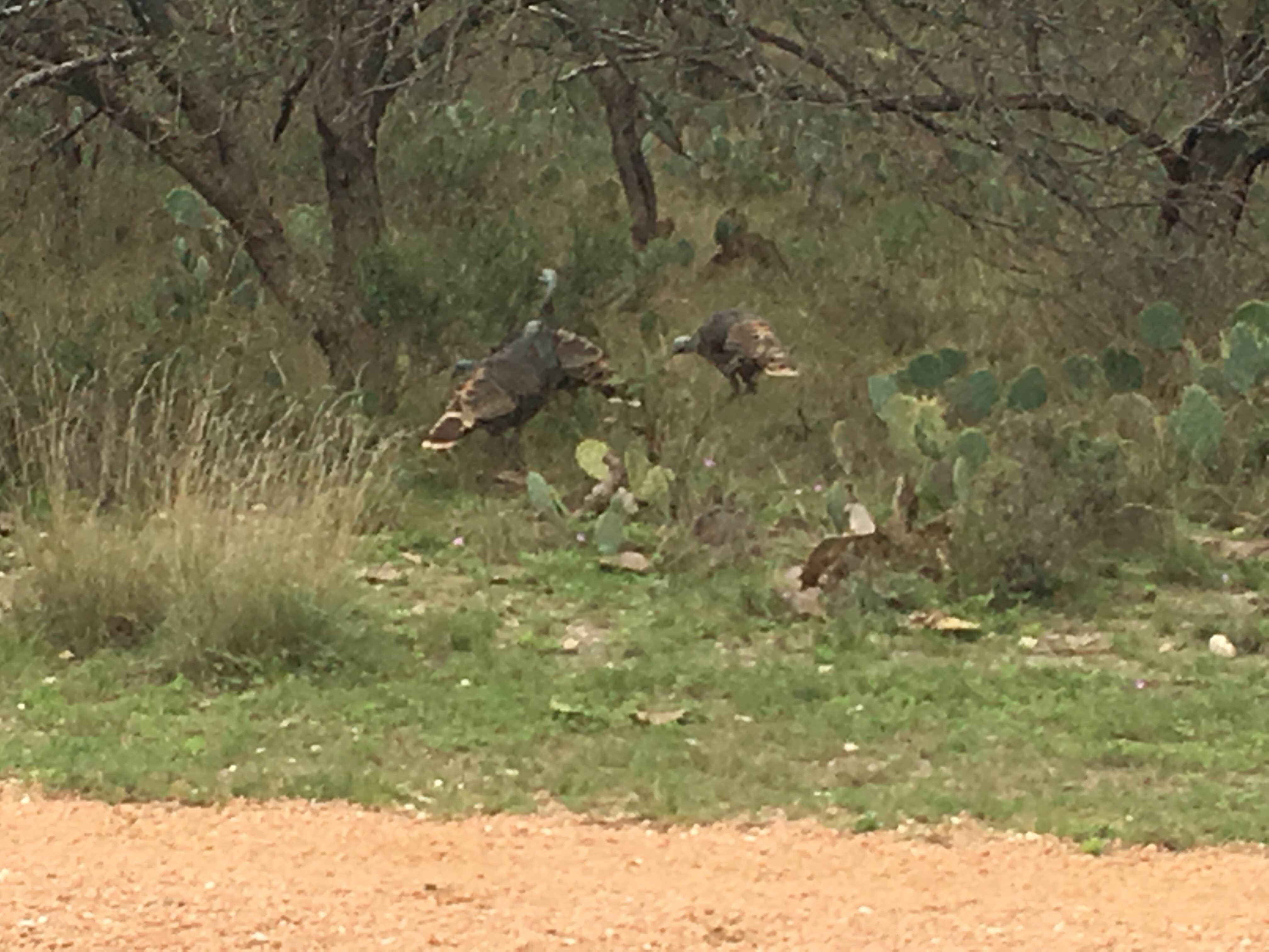 Camper submitted image from South Llano River State Park Campground - 5