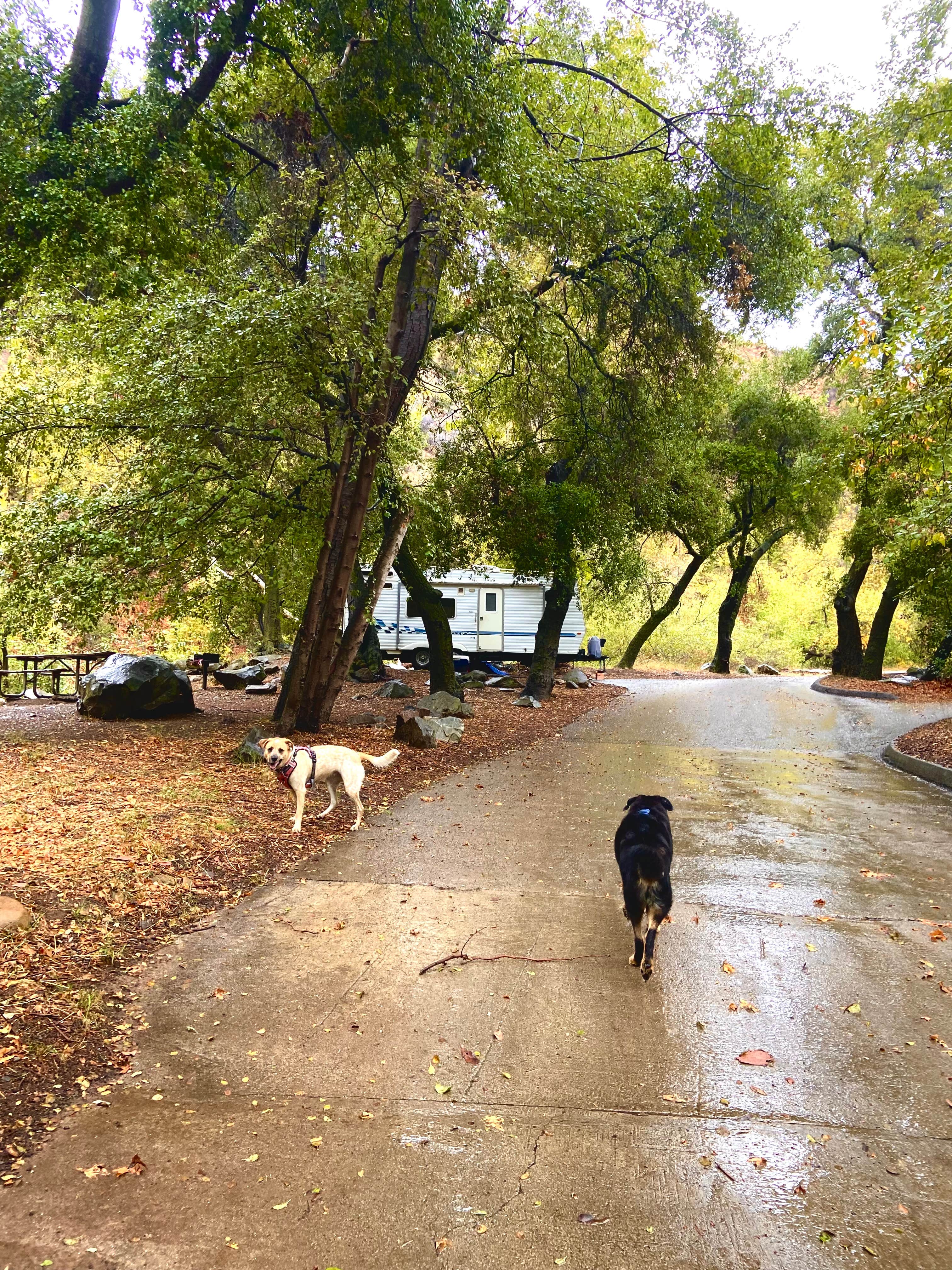 Frankie L.'s photo of camping with pets at Wheeler Gorge near Frazier Park, CA
