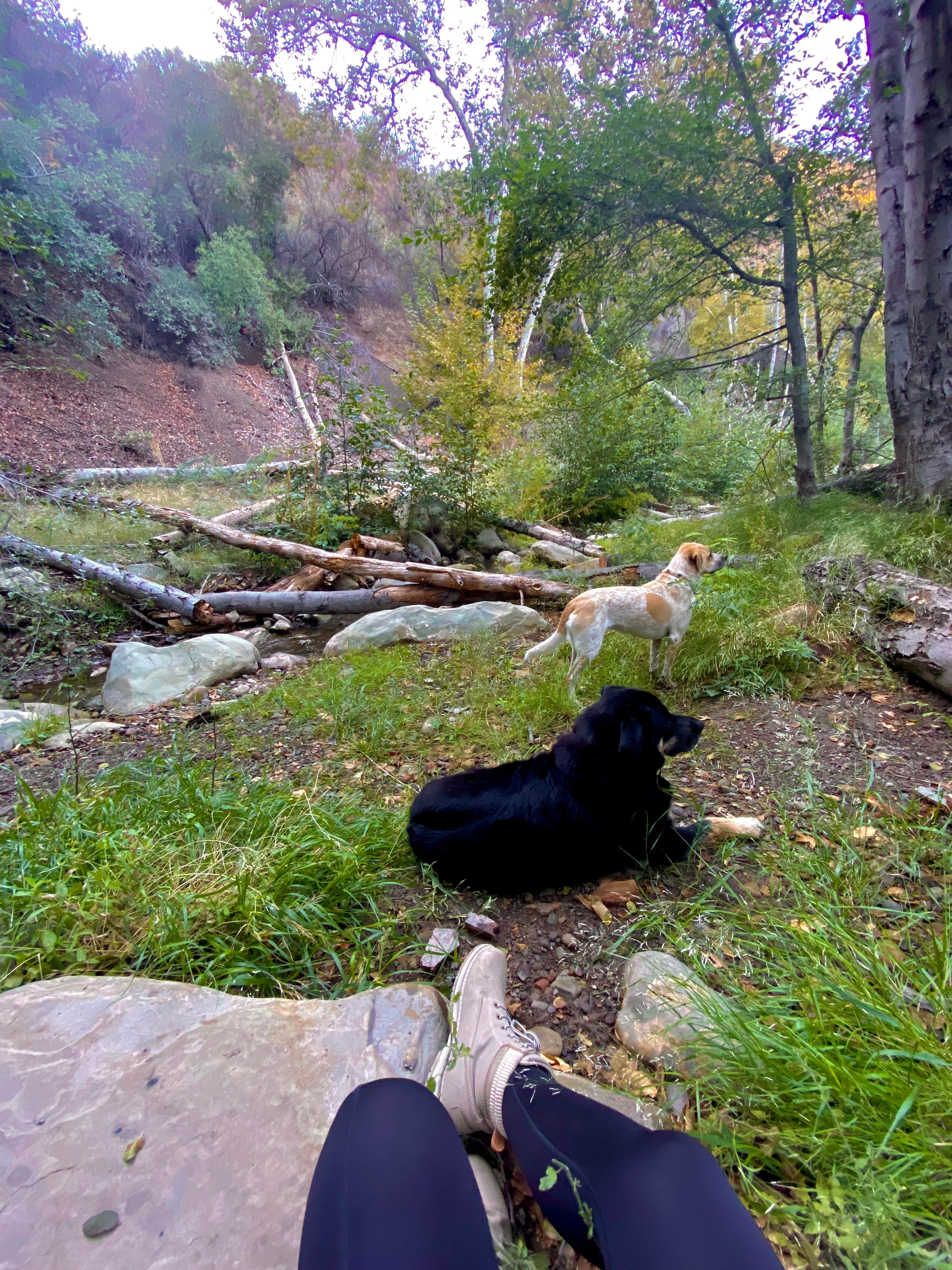 Frankie L.'s photo of camping with pets at Wheeler Gorge Campground near Santa Paula, CA