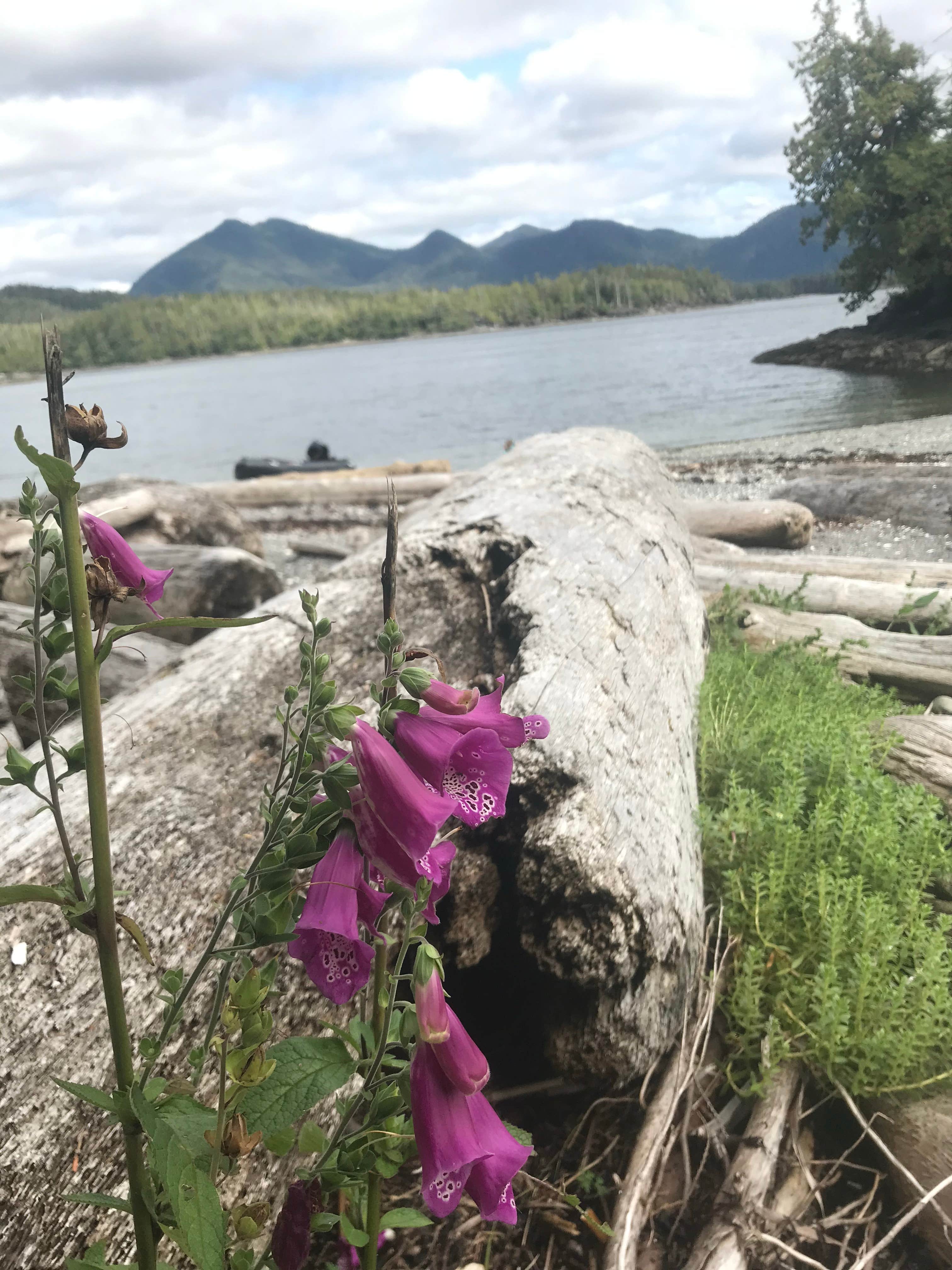 Camping near Alava Bay Cabin: Black Sands Marine State Park - Blank Island Campsite, Ketchikan, Alaska