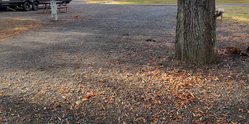 Camper submitted image from Charlotte-Fort Mill KOA