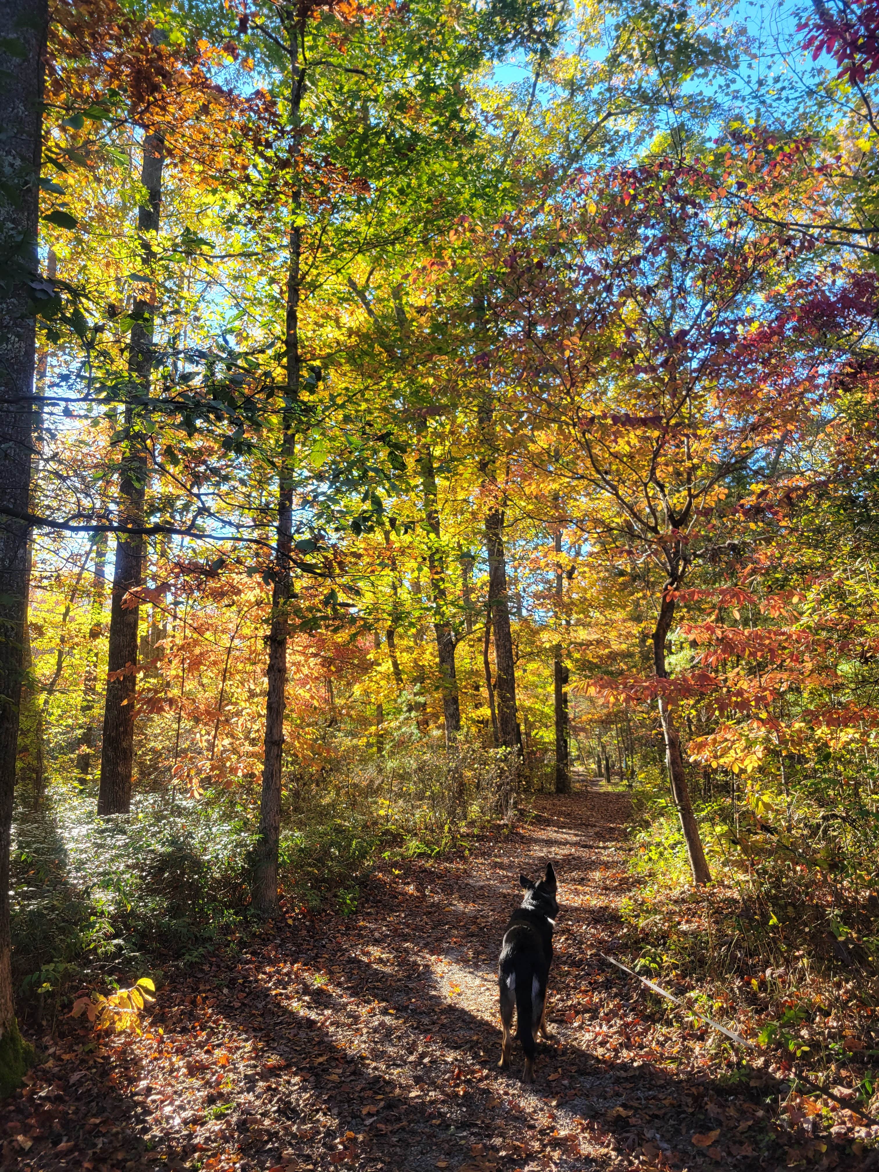 Tracy J.'s photo of camping with pets at Chilhowee Recreation Area near Epworth, GA