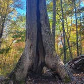 Review photo of Chilhowee Recreation Area by Tracy J., October 29, 2021