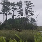Review photo of Jellystone Park™ Chincoteague Island by Tori K., October 29, 2021