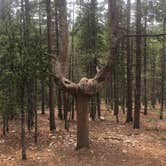 Review photo of Deer Creek Campground — Golden Gate Canyon by Paul P., July 6, 2018