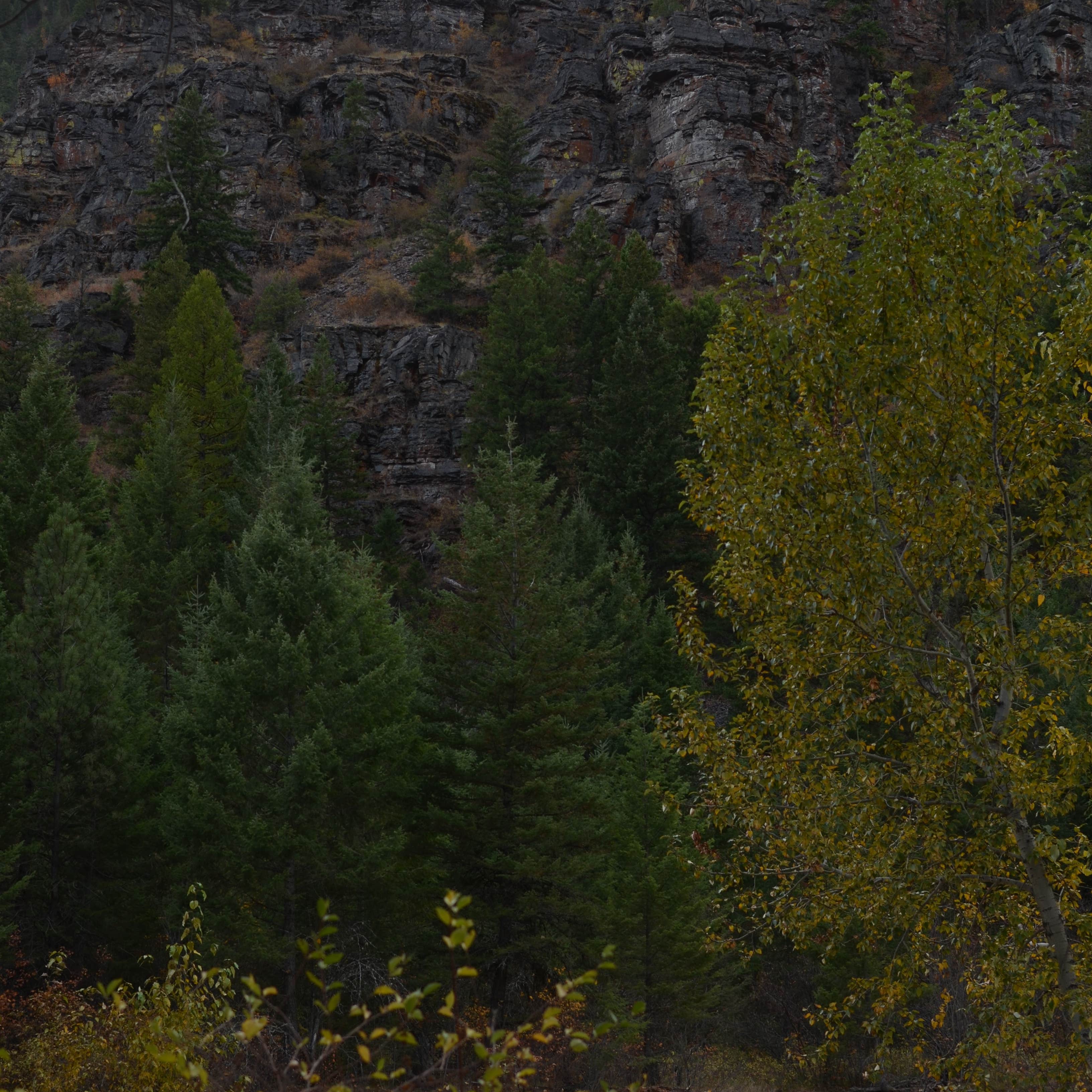 Petty Creek Road Dispersed Camping Camping The Dyrt