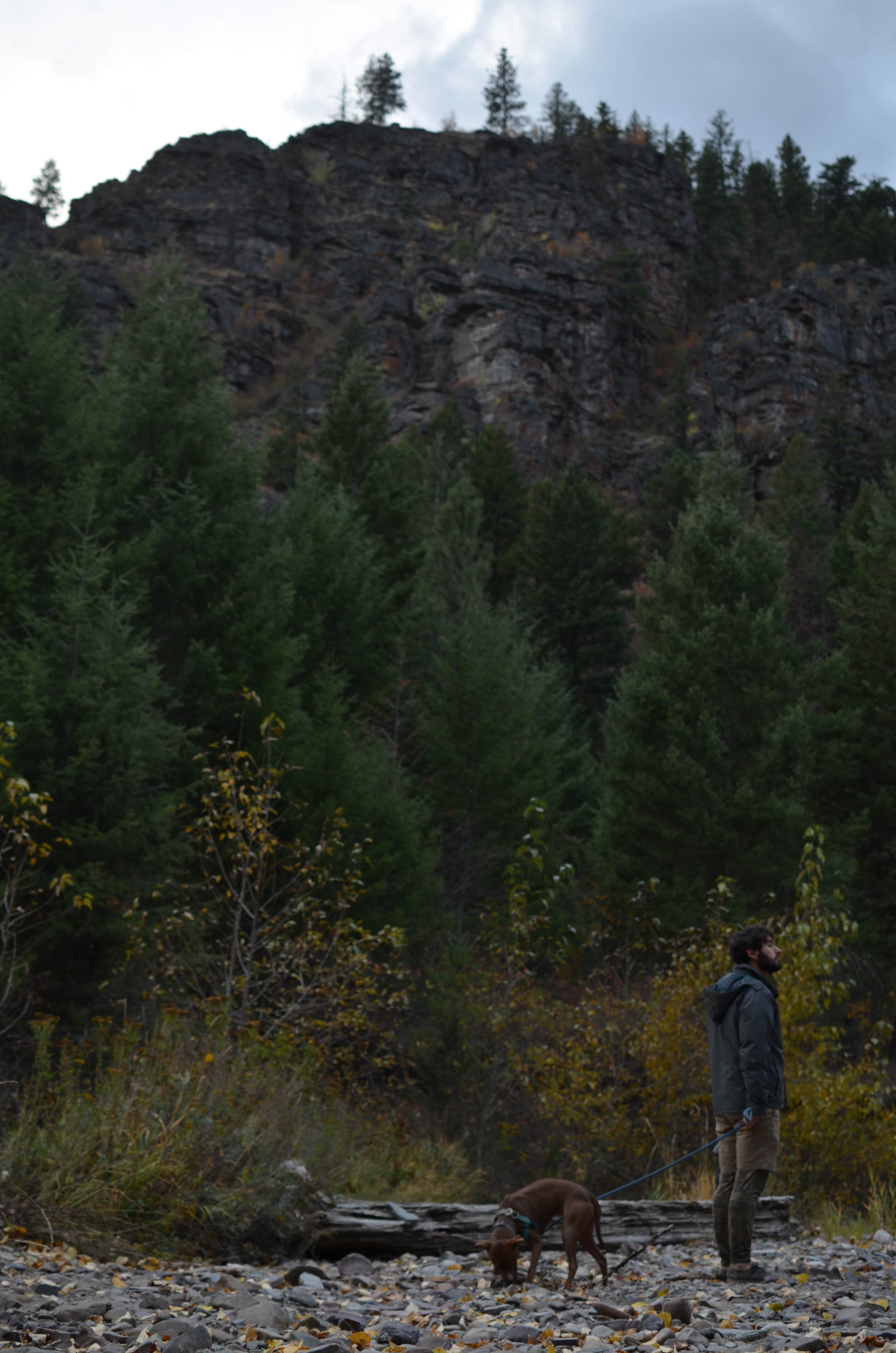 Lizzy K.'s photo of camping with pets at Petty Creek Road Dispersed Camping in Montana
