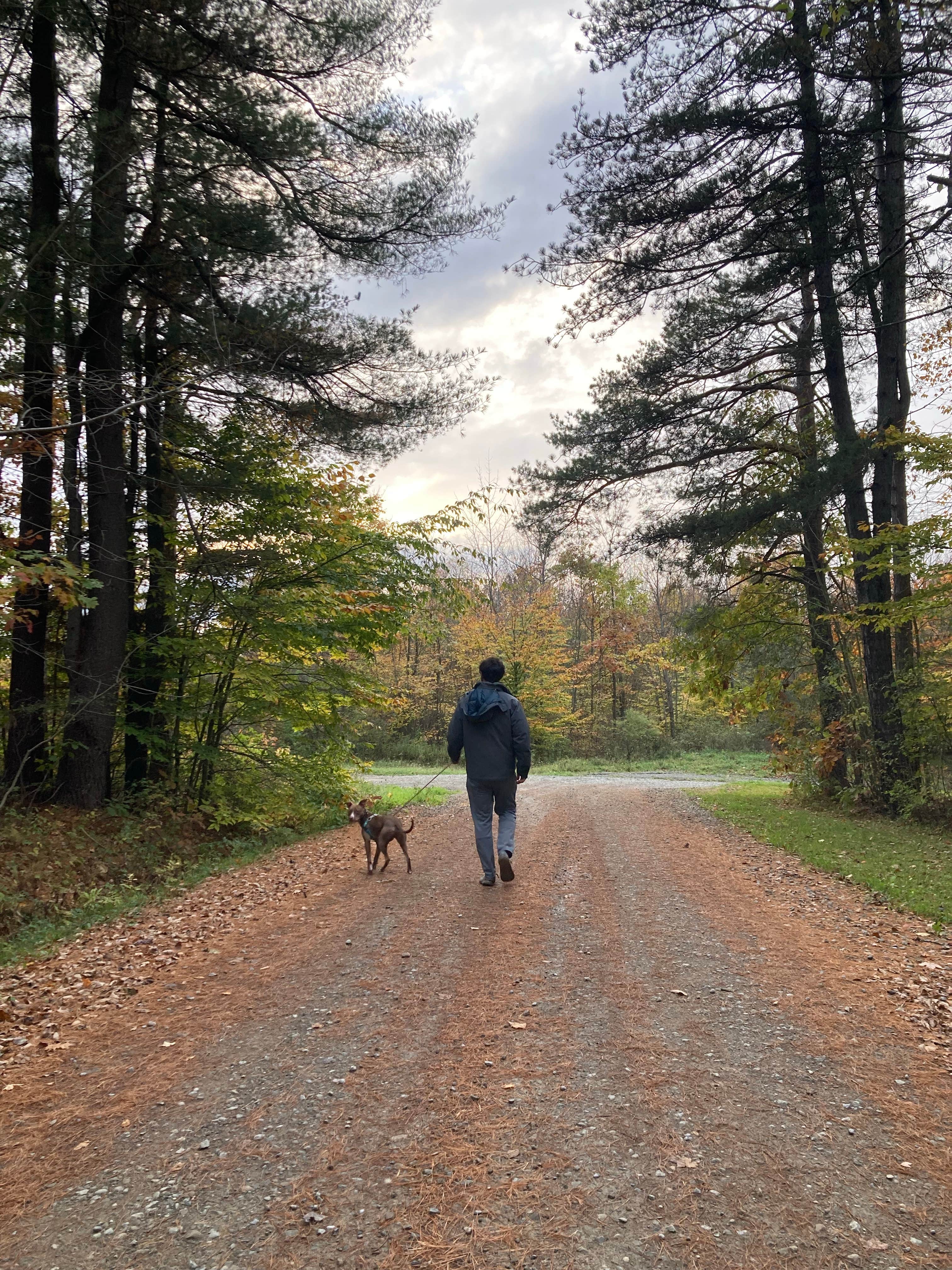 Camper-submitted photo at Palmers Pond State Forest near Nunda, NY