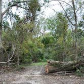 Review photo of Fontainebleau State Park Campground by Tyler H., October 29, 2021