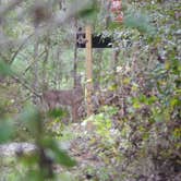 Review photo of Fontainebleau State Park Campground by Tyler H., October 29, 2021