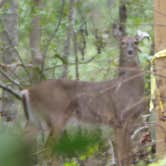 Review photo of Fontainebleau State Park Campground by Tyler H., October 29, 2021