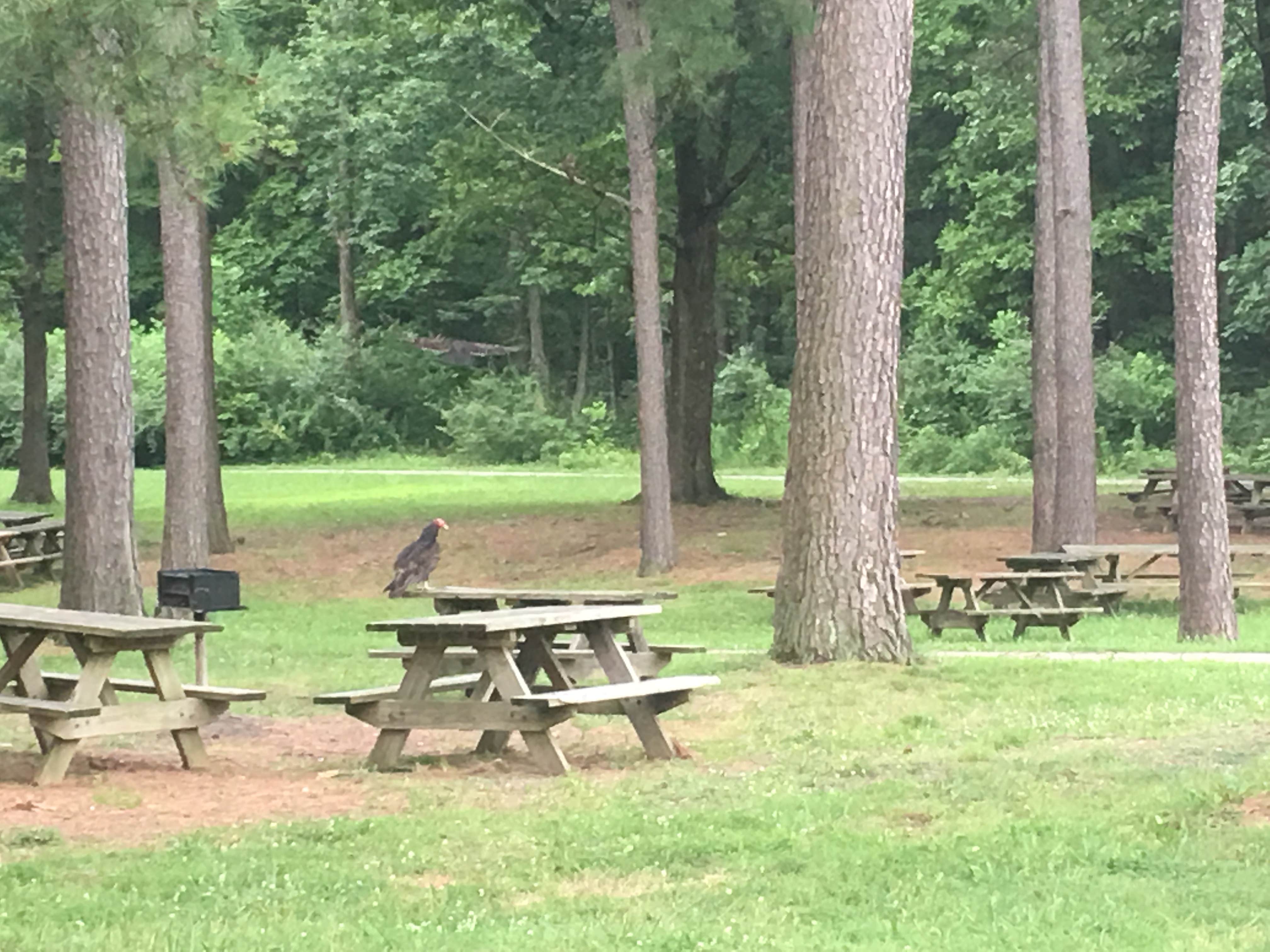 Camper submitted image from Lieber State Recreation Area - 4