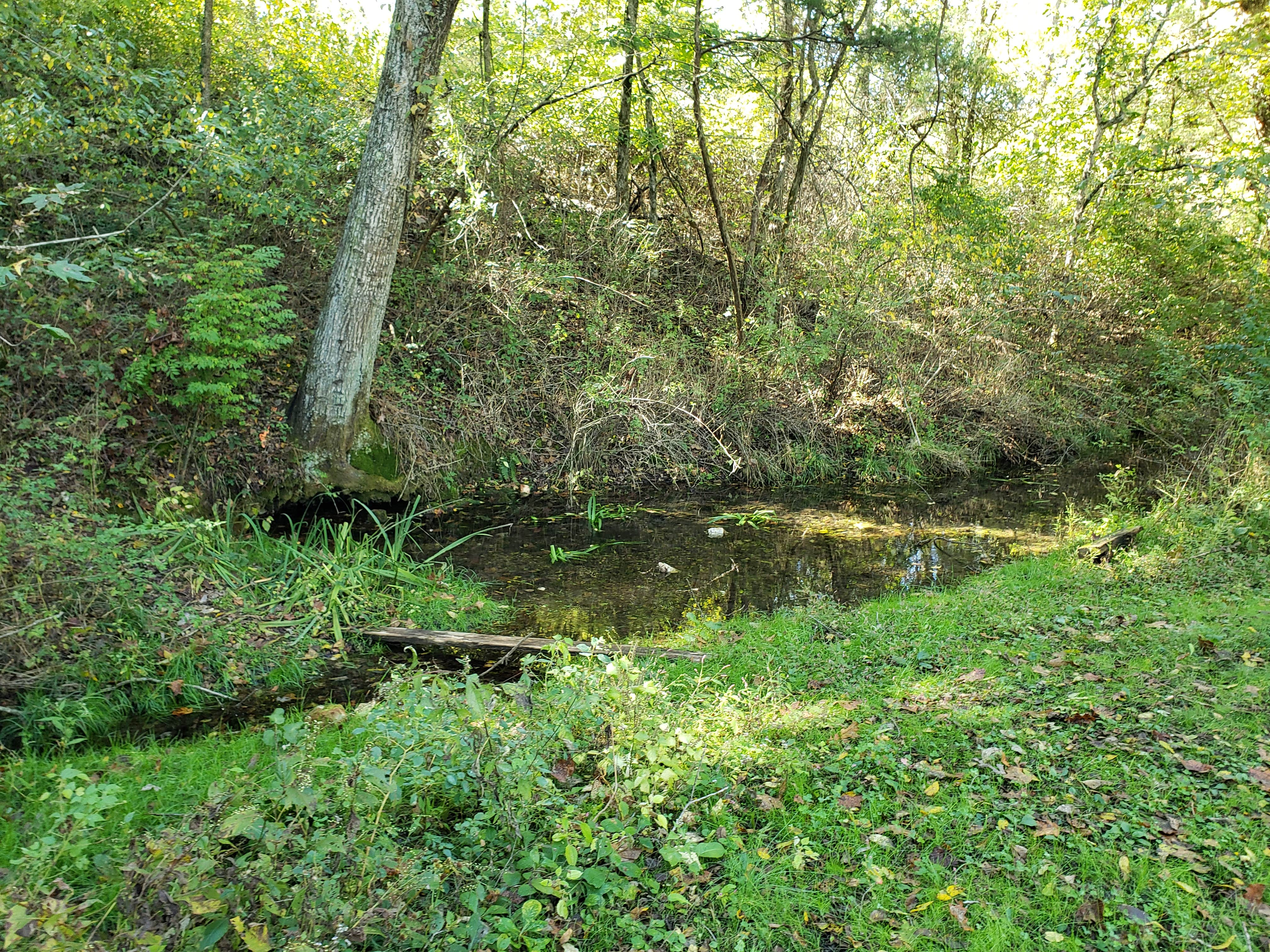 Camper submitted image from Gibson Spring Back Country Site - Fort Crowder Conservation Area - 3