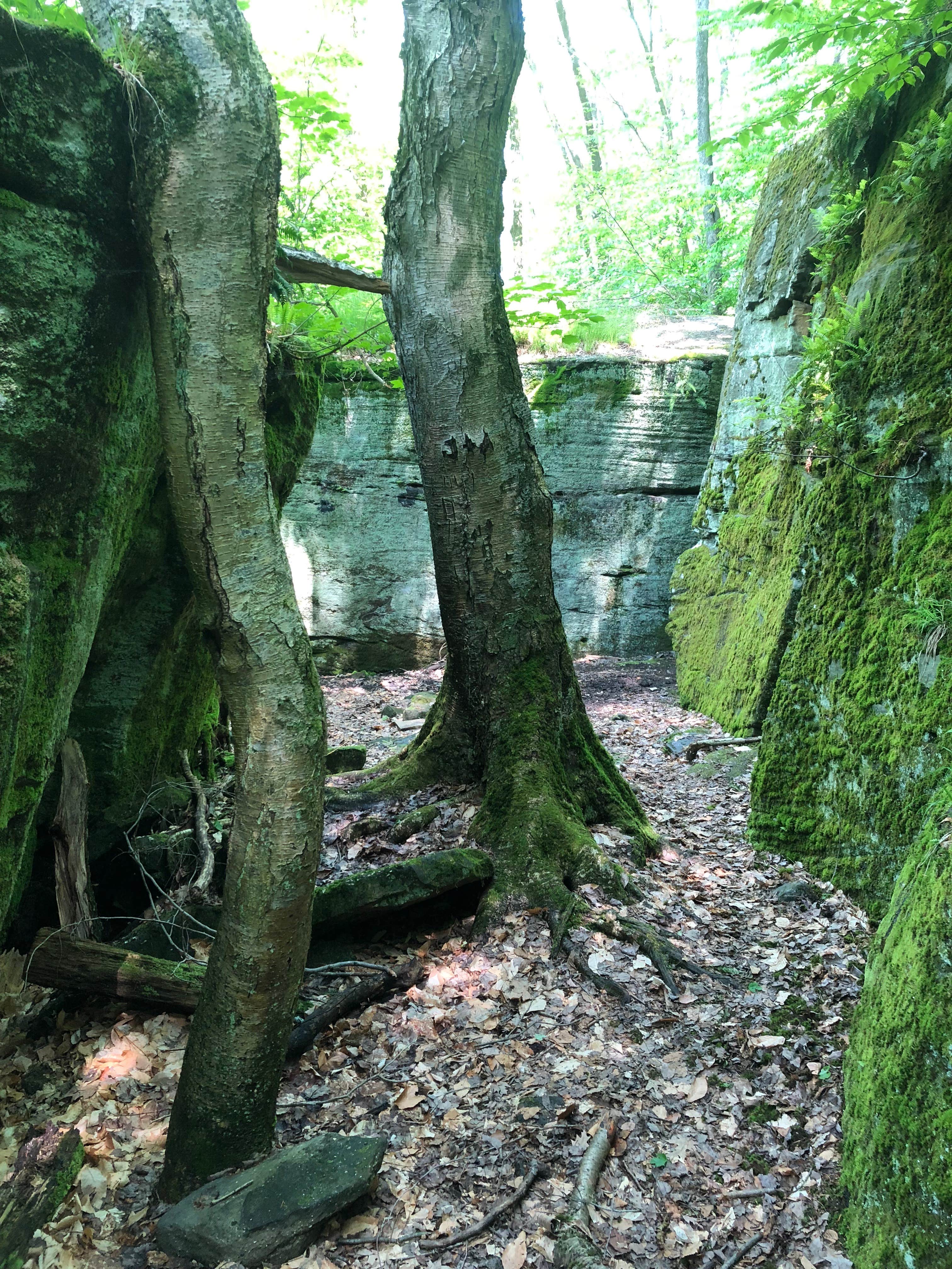 Camper-submitted photo at Red House Area — Allegany State Park State Park near Gowanda, NY