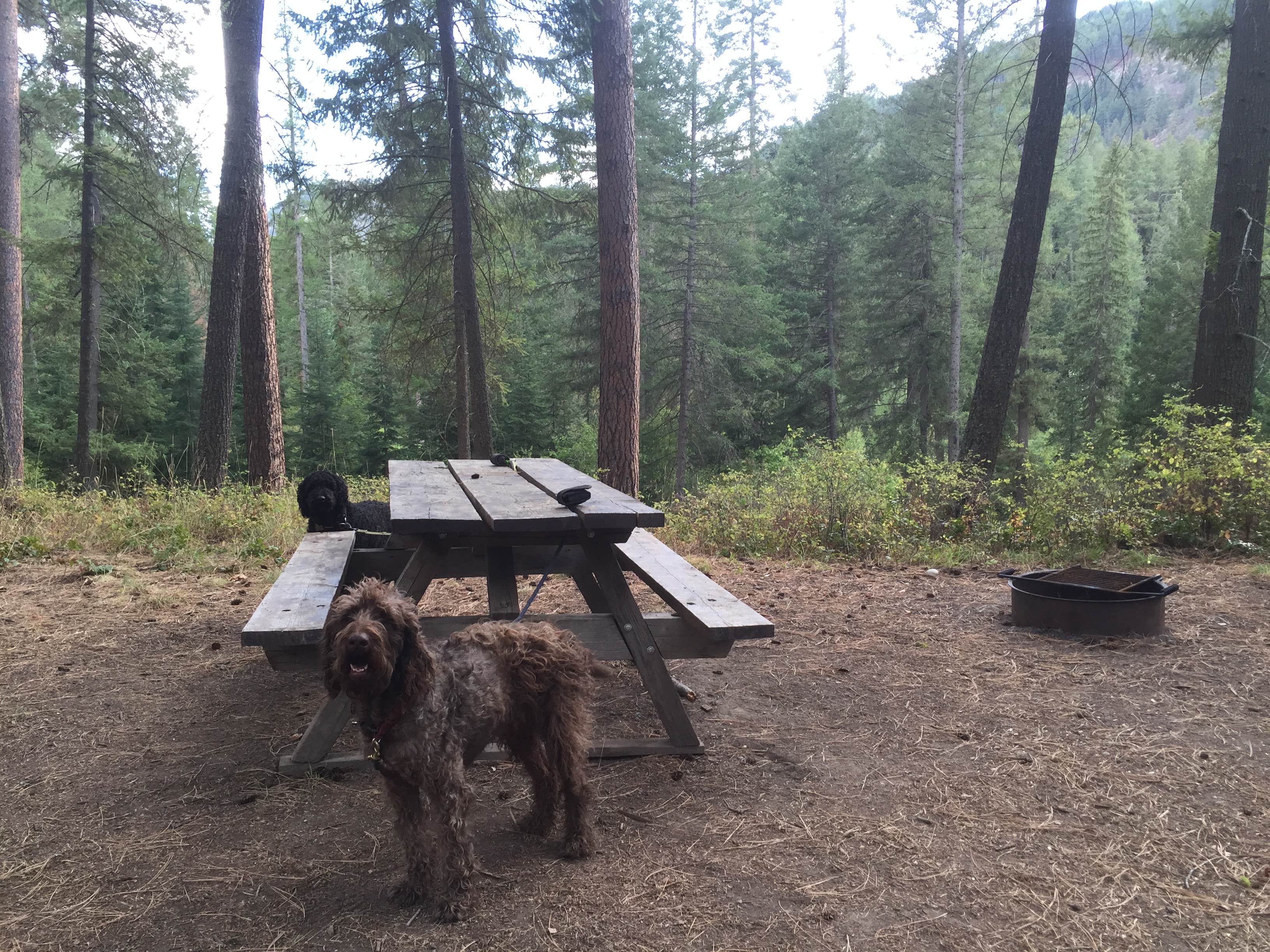 Judy T.'s photo of camping with pets at Douglas Falls Grange Park Campground near Ione, WA