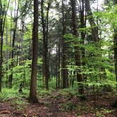 Review photo of Red House Area — Allegany State Park State Park by Sara C., July 6, 2018