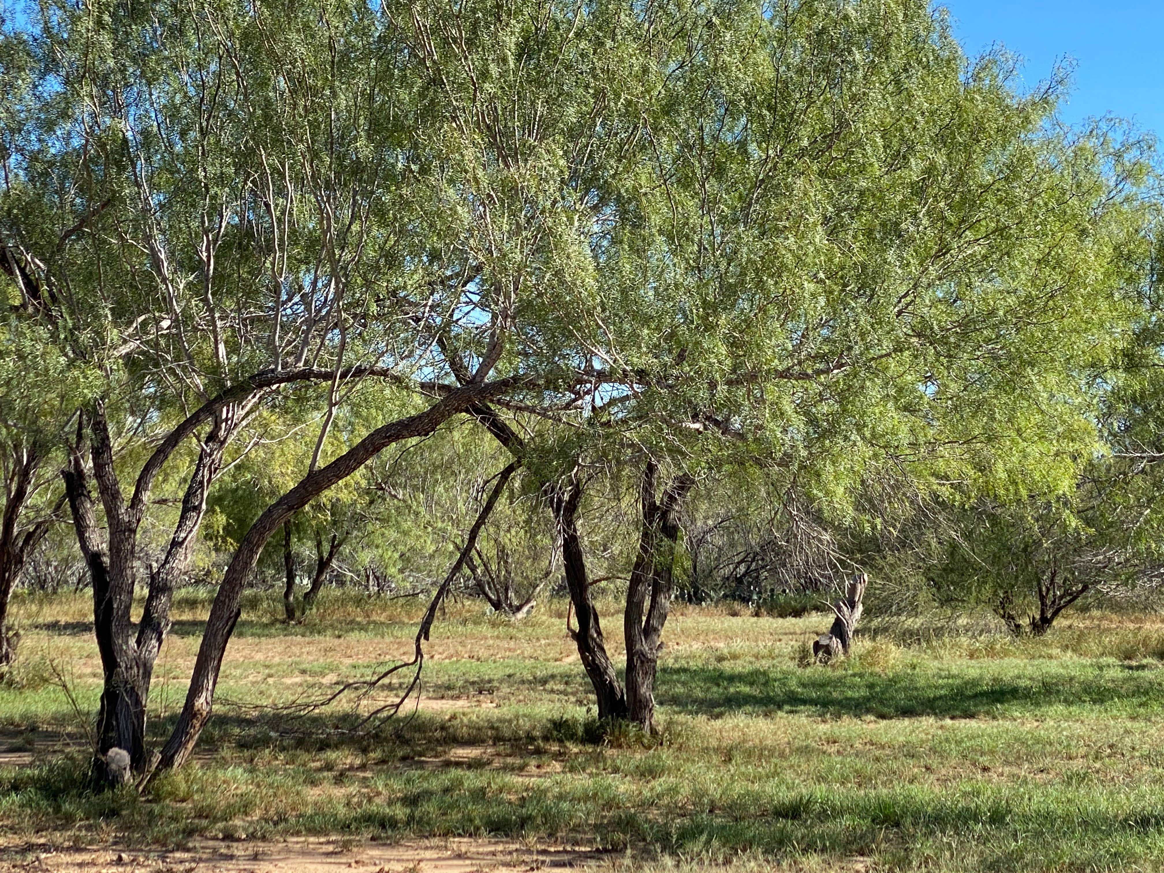 Camper submitted image from Cotulla Fish Hatchery & RV Park - 4