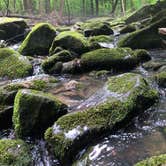 Review photo of Red House Area — Allegany State Park State Park by Sara C., July 6, 2018