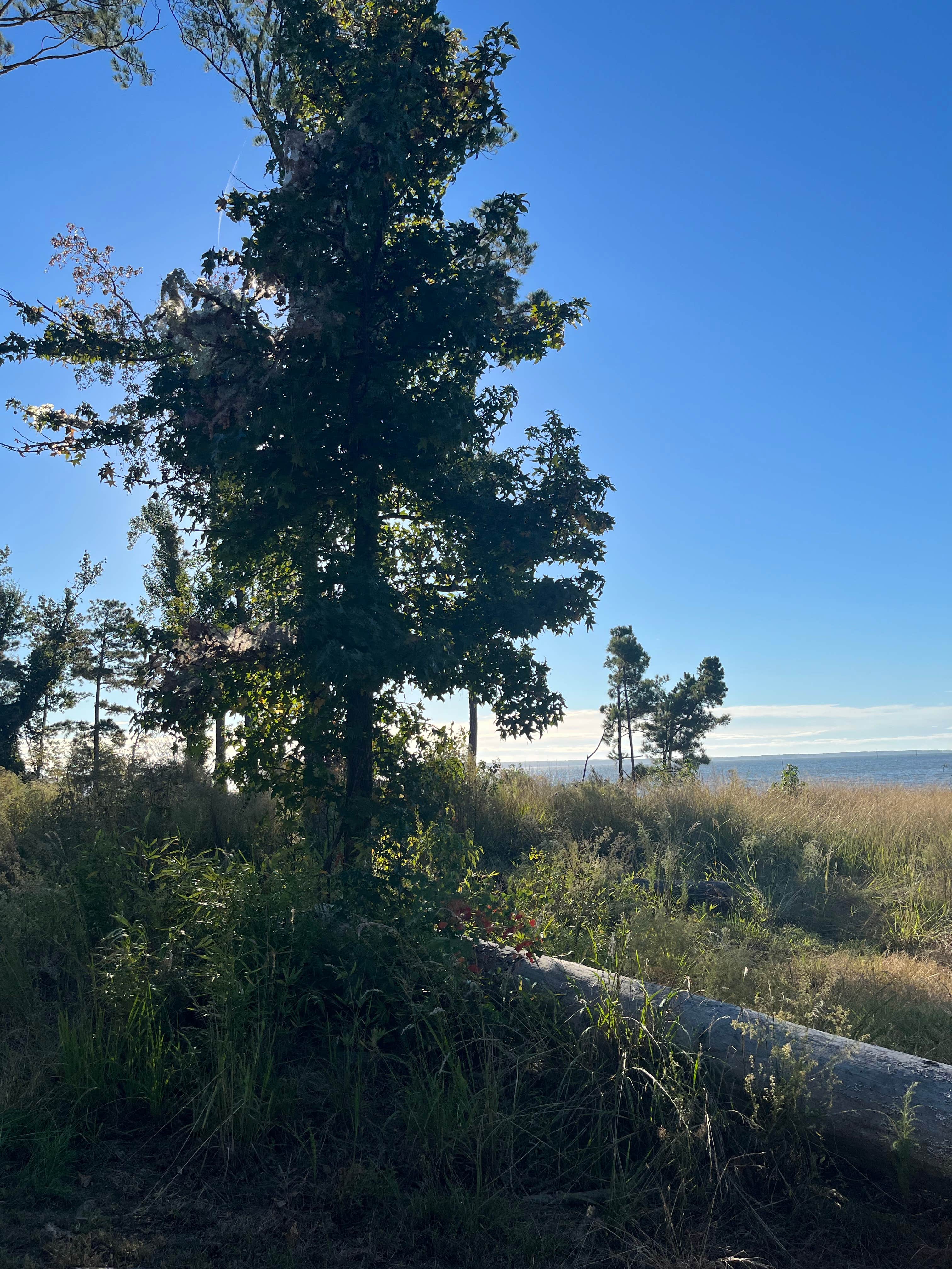 Camper submitted image from Sabine National Forest Ragtown - 2