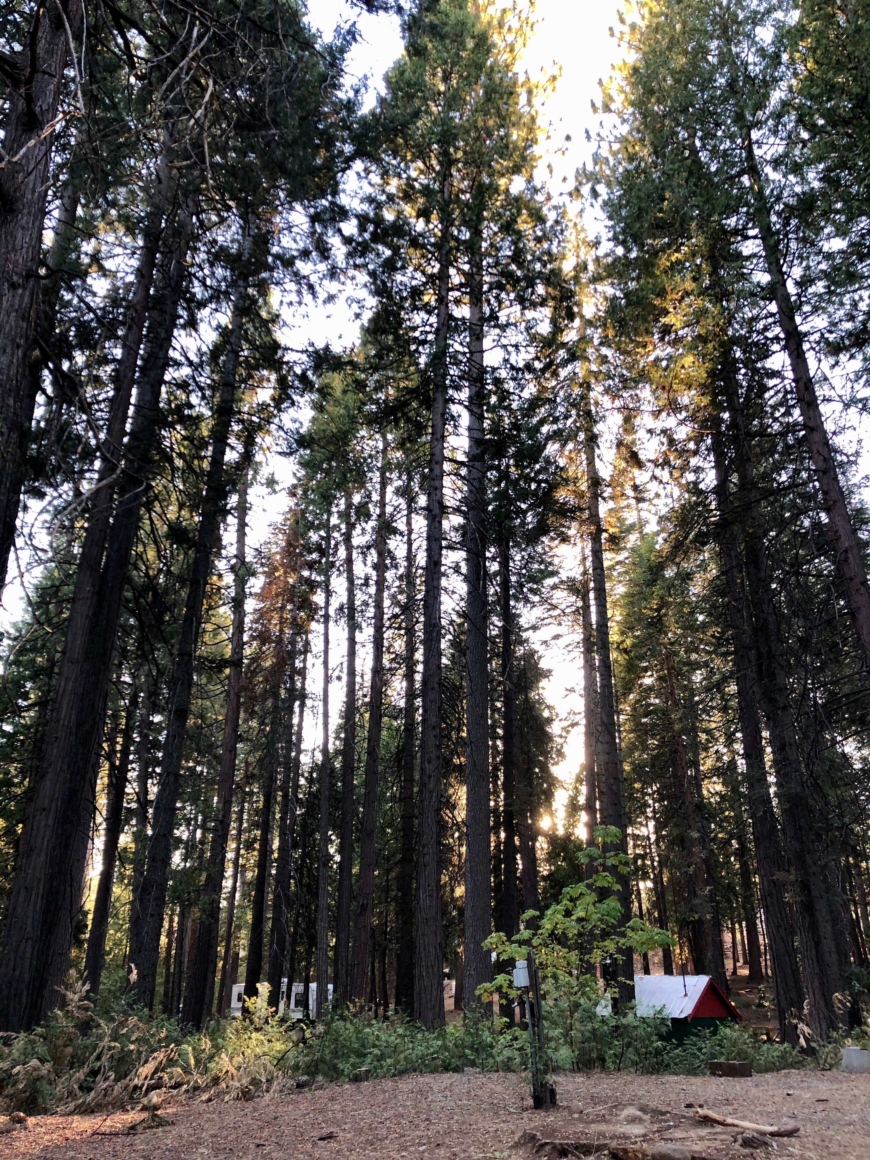 Camper-submitted photo at Three Links Camp near Cedar Ridge, CA