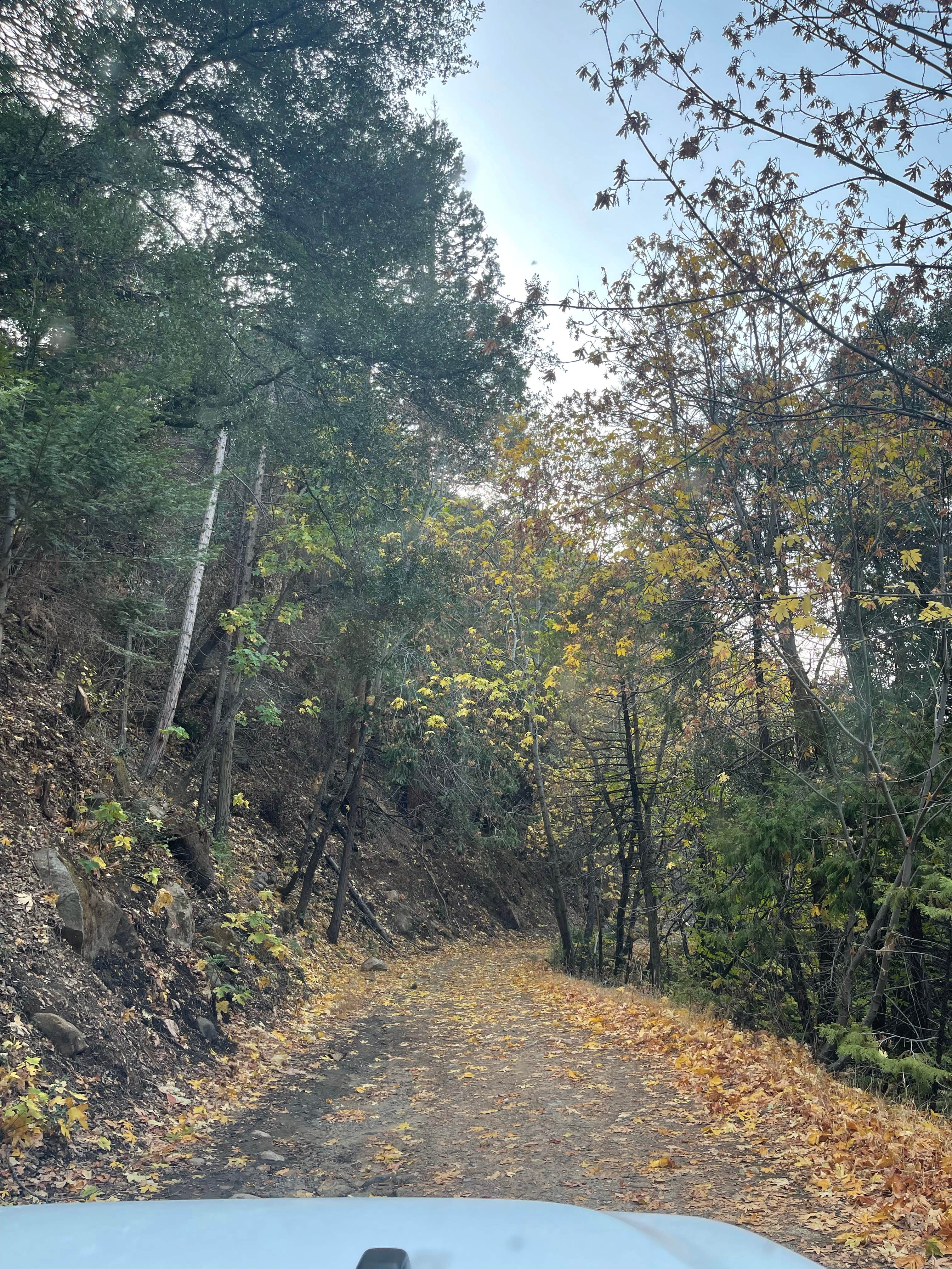 Camper submitted image from South Fork Campground — Sequoia National Park - 5