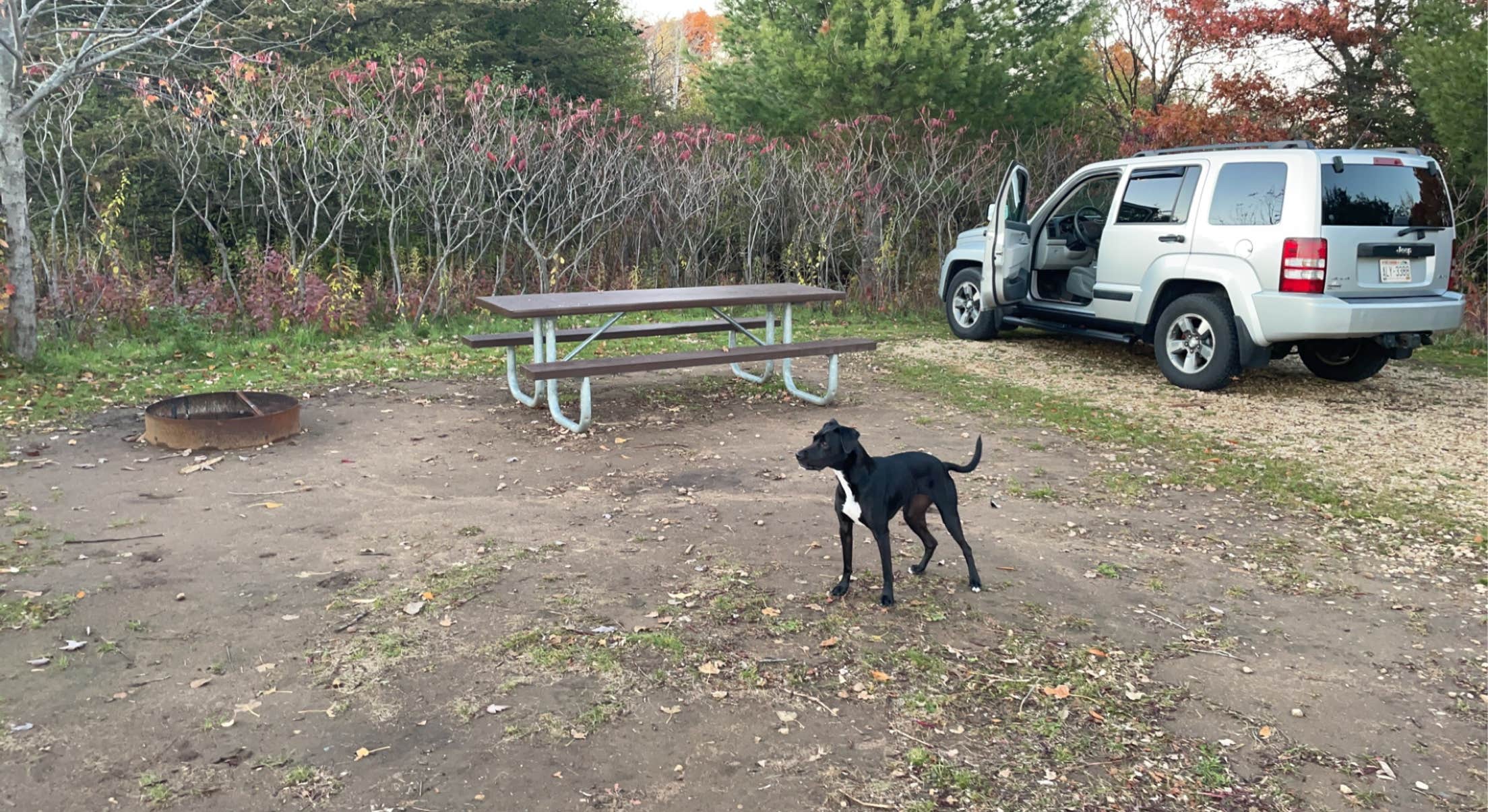 Dayton  .'s photo of camping with pets at Willow River State Park Campground near Apple Valley, MN