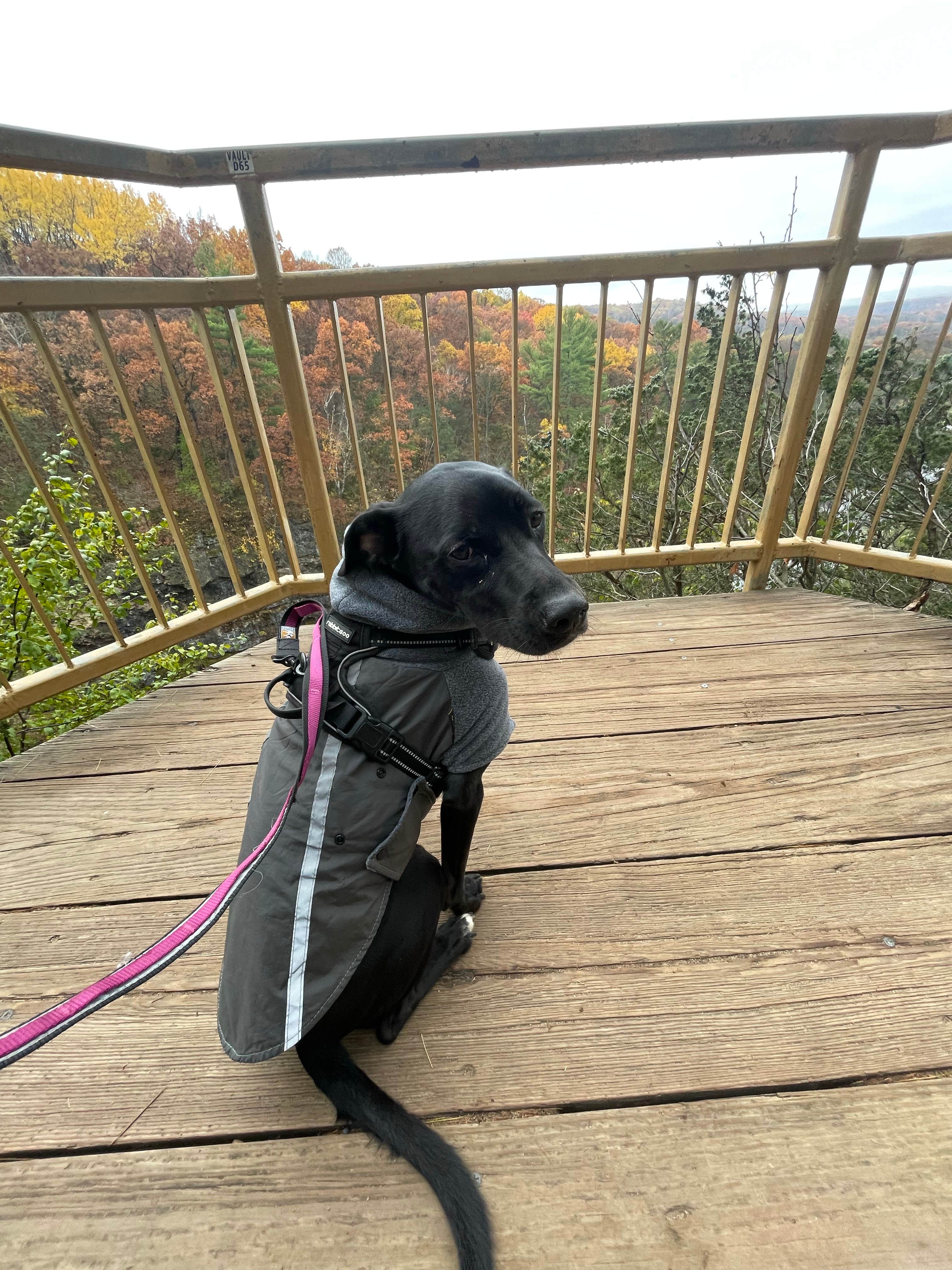 Dayton  .'s photo of camping with pets at Willow River State Park Campground near Bloomington, MN