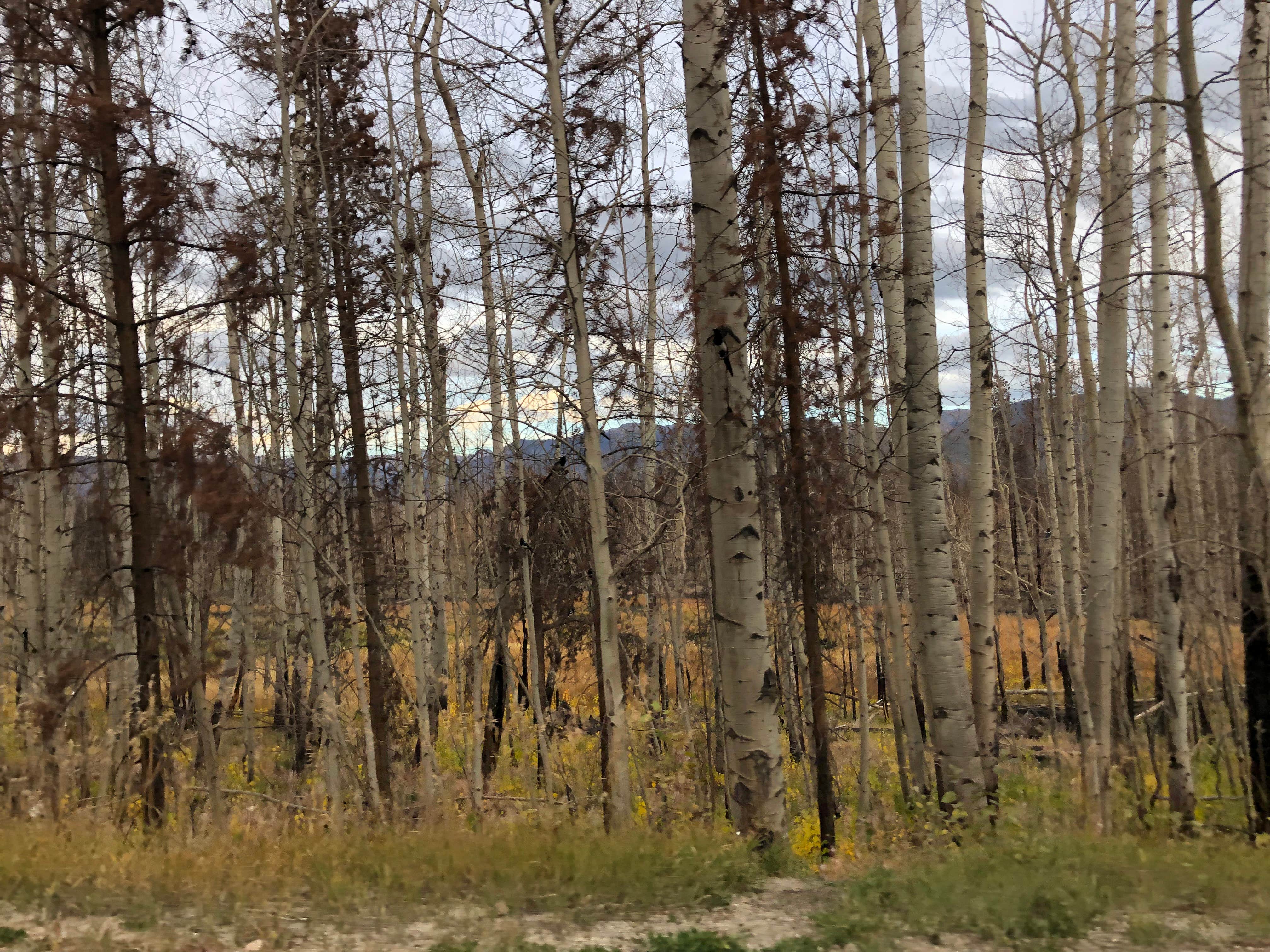 Camper submitted image from Stillwater Pass Dispersed Campsite - 2