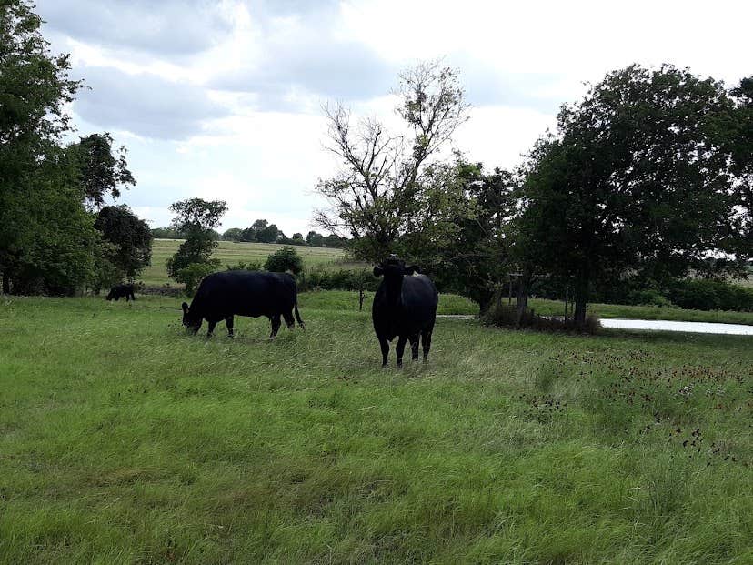 Camper-submitted photo at East View RV Ranch near Taylor, TX