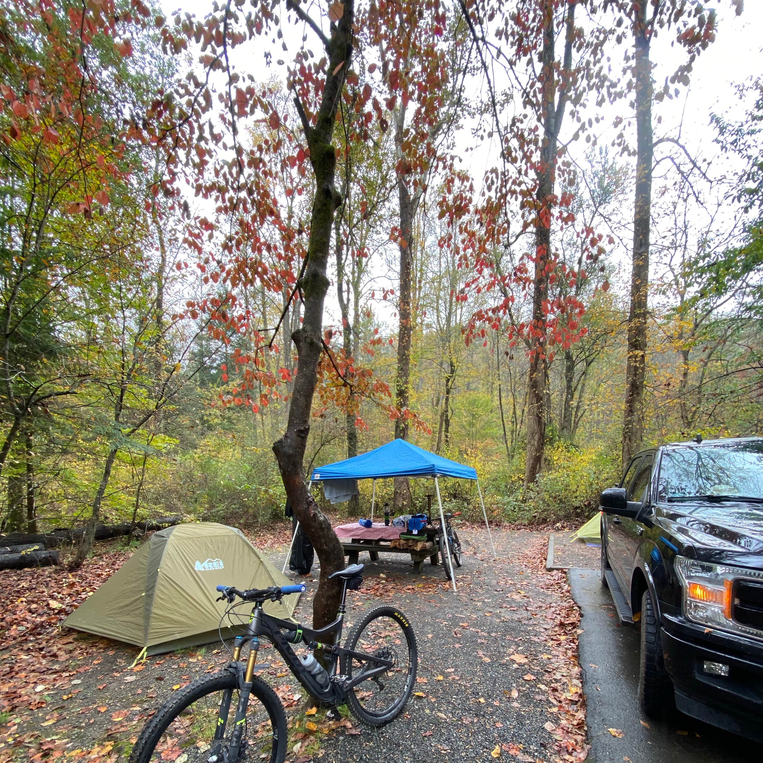 Pisgah National Forest Davidson River Campground Camping The Dyrt