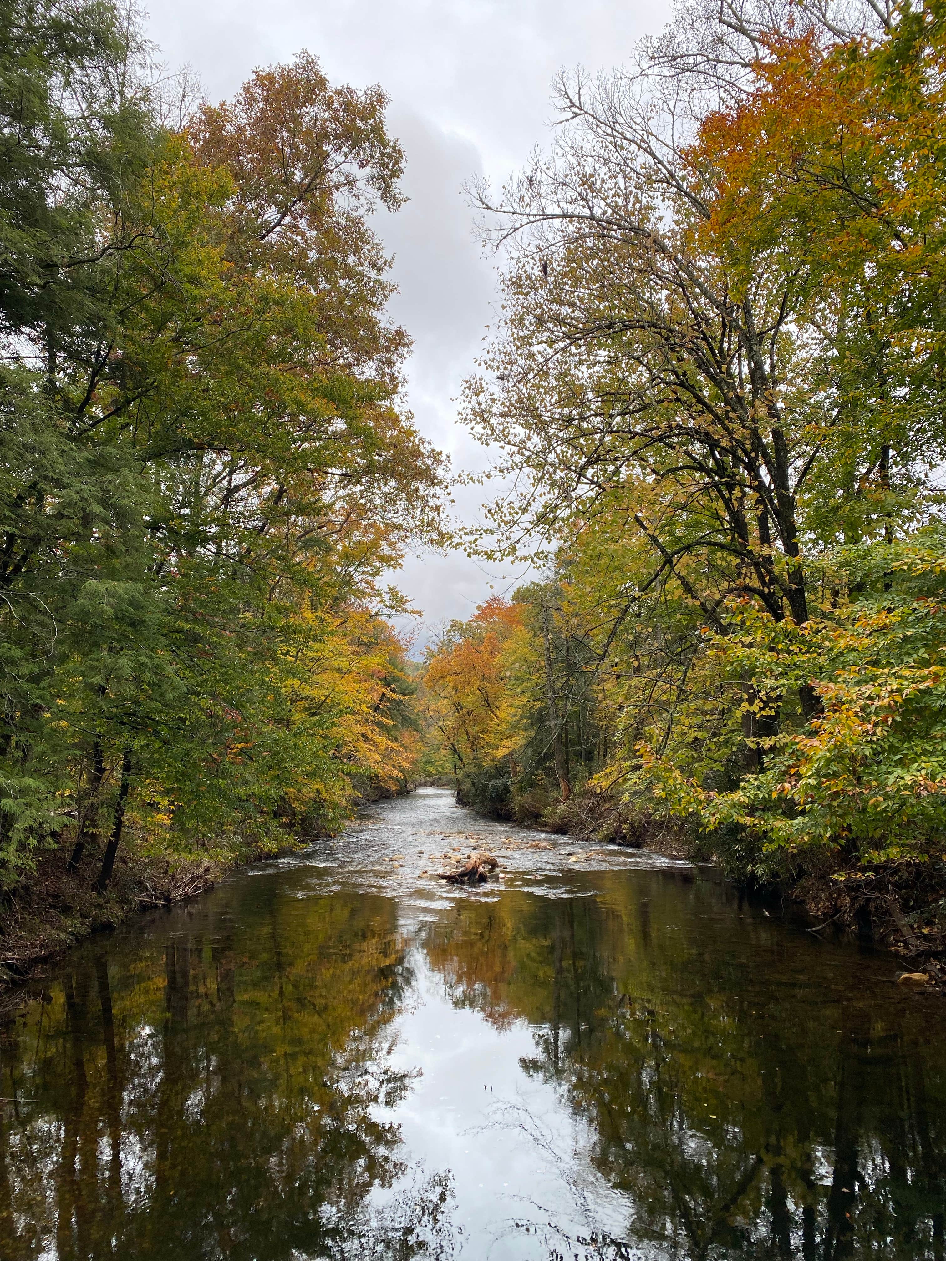 Camper submitted image from Pisgah National Forest Davidson River Campground - 3