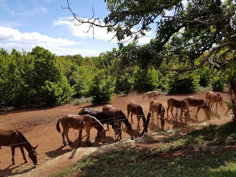 Camper-submitted photo at Pālāʻau State Park Campground near Kihei, HI