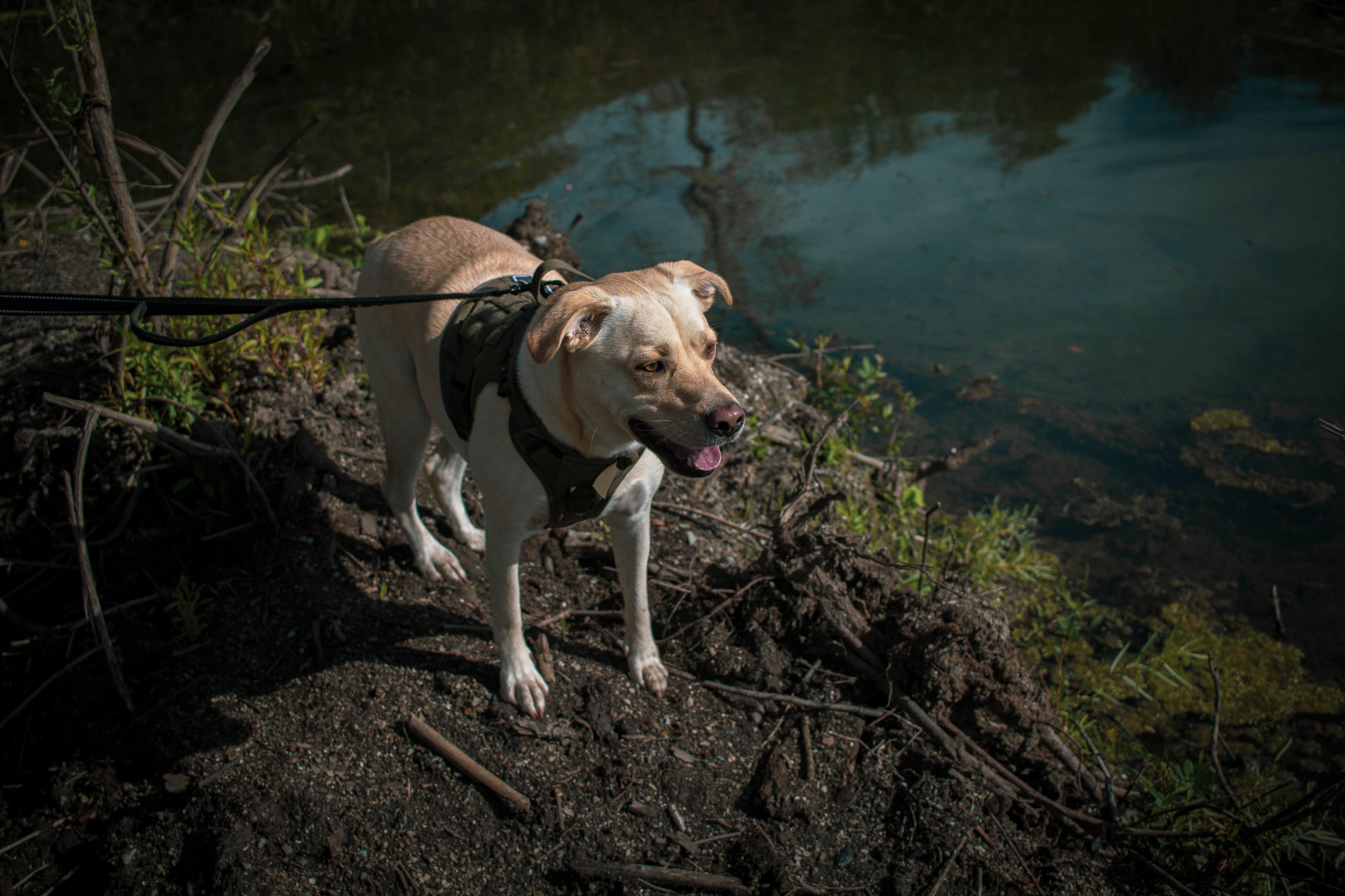 Jennifer K.'s photo of camping with pets at Prophetstown State Park Campground near Monticello, IN