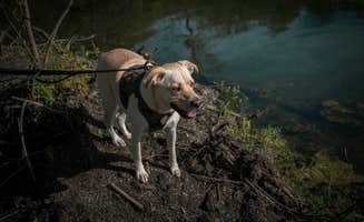 Jennifer K.'s photo of camping with pets at Prophetstown State Park Campground near Crawfordsville, IN