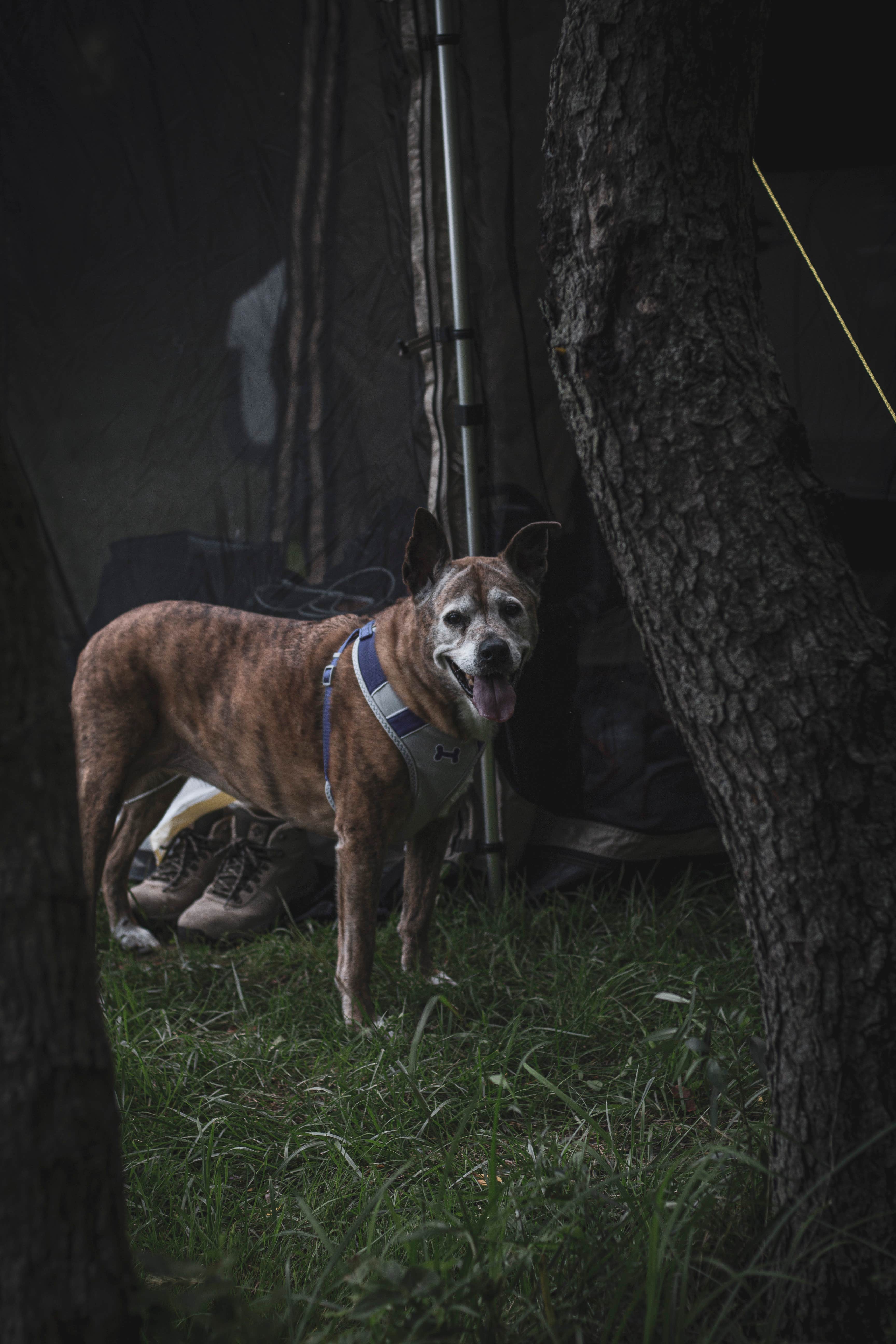 Jennifer K.'s photo of camping with pets at Big Fish-n-Camp Ground near Cutler, IN